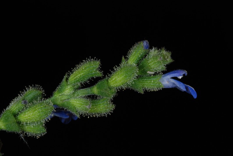 West Indian Sage photo 6