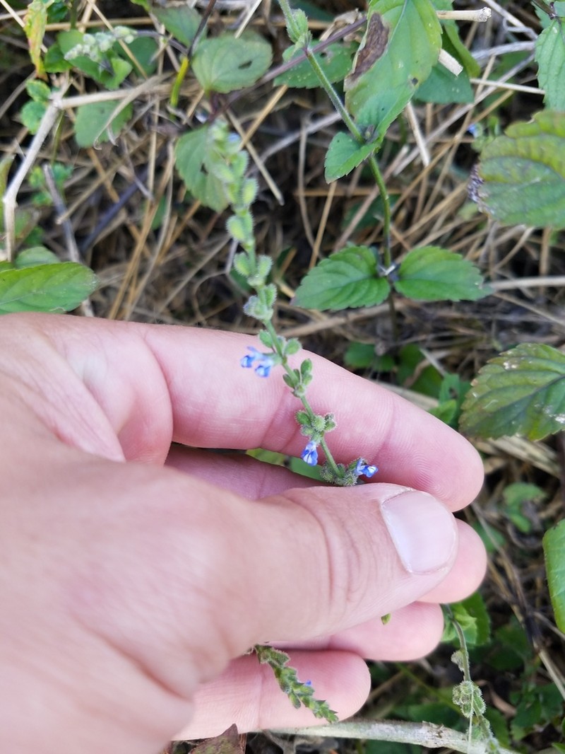 West Indian Sage photo 3