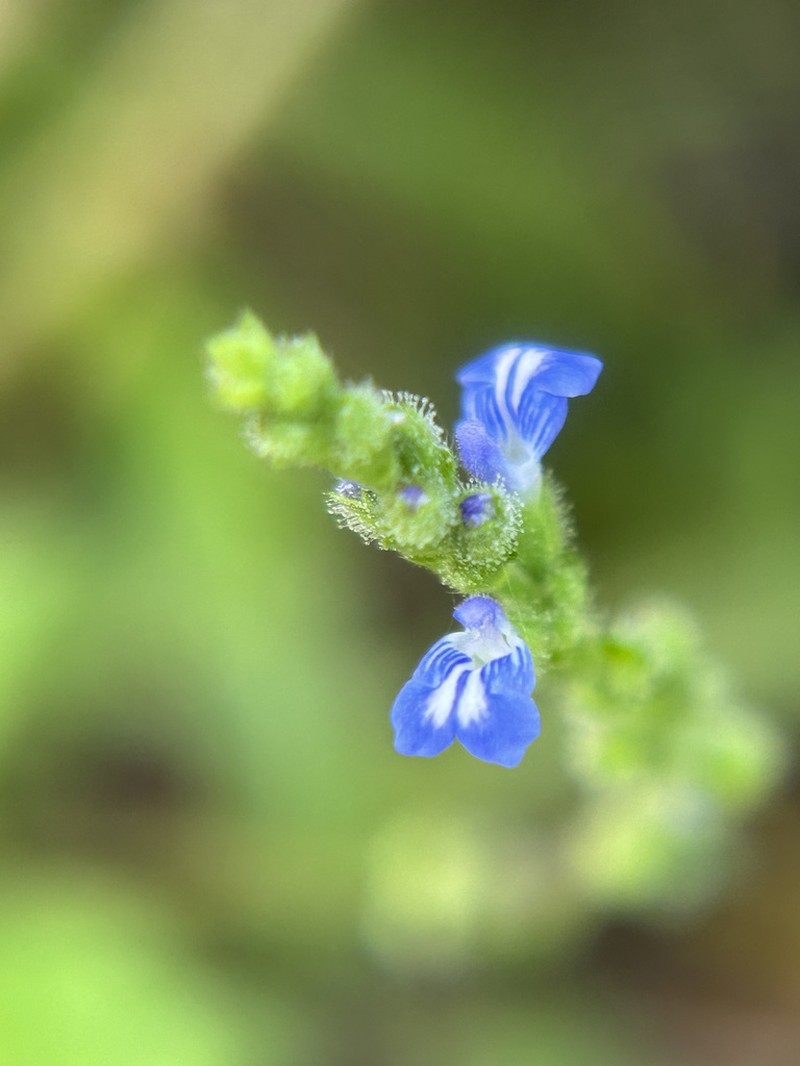 Salvia setosa photo 2