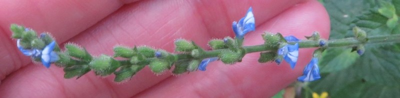 Salvia setosa photo 4
