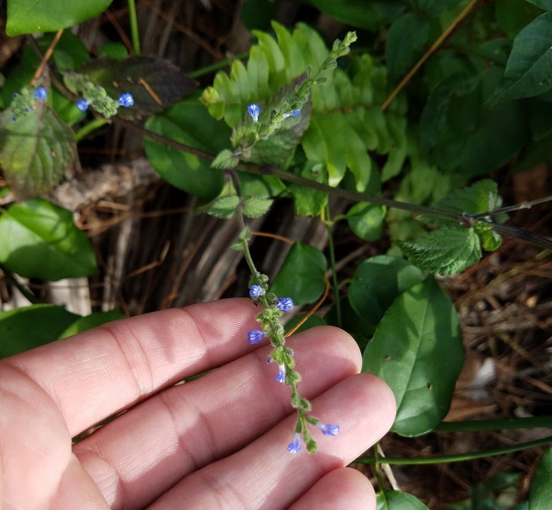 Salvia setosa photo 5