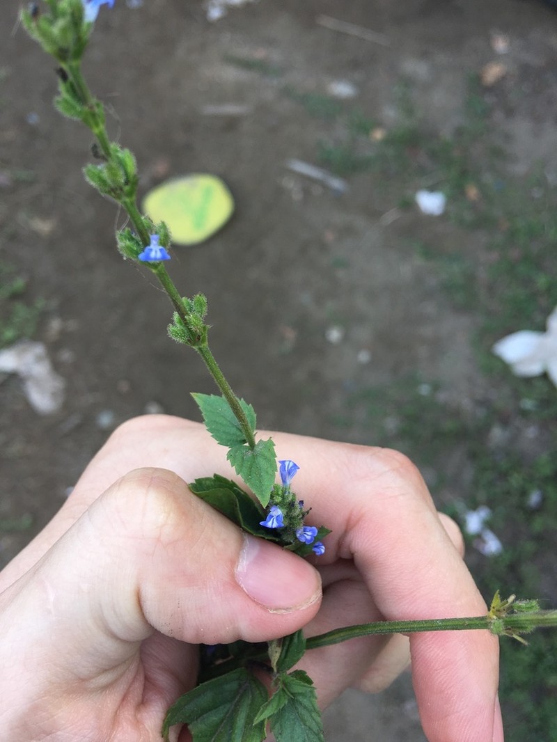 Salvia setosa photo 6