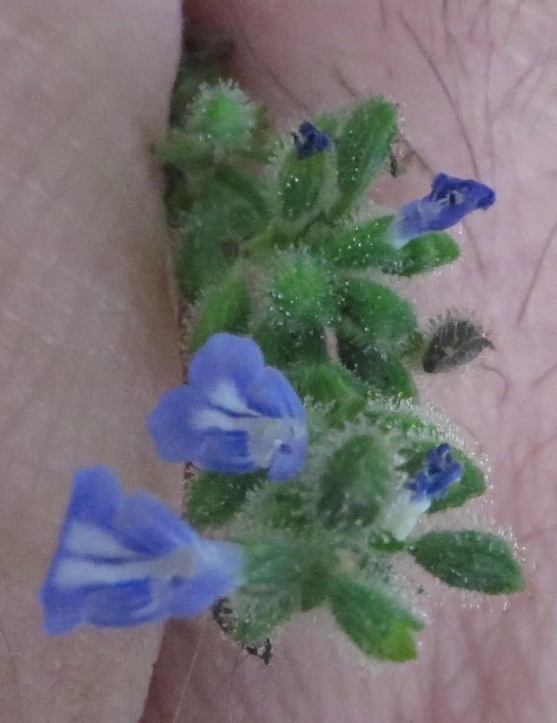 Salvia setosa photo 7