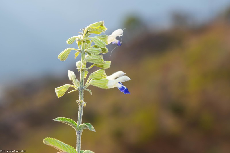 Salvia odam photo 2