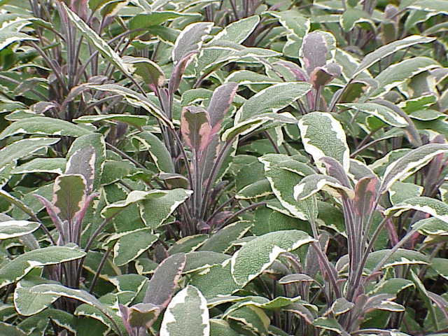 Kitchen Sage photo 3