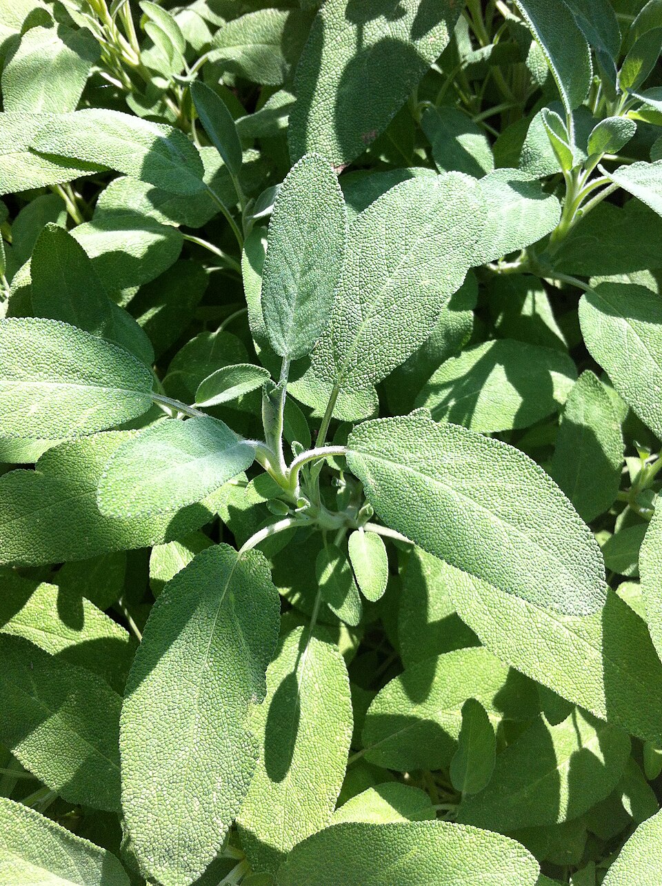 Kitchen Sage photo 5