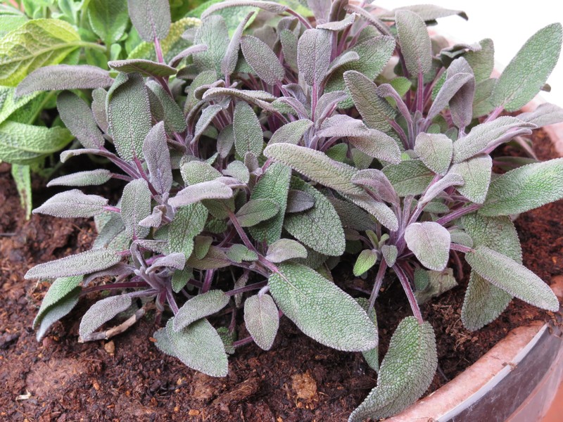 Kitchen Sage photo 6
