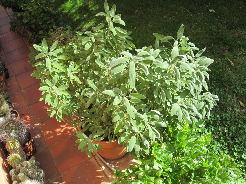 Kitchen Sage photo 8