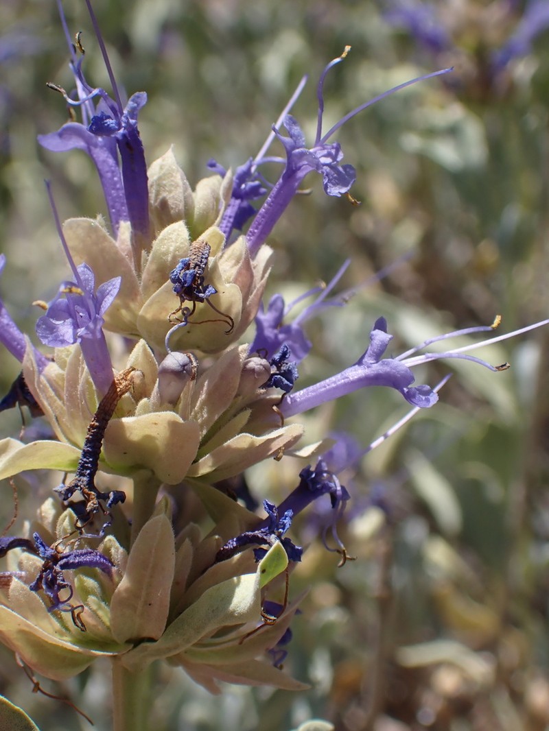 Blue Sage photo 2