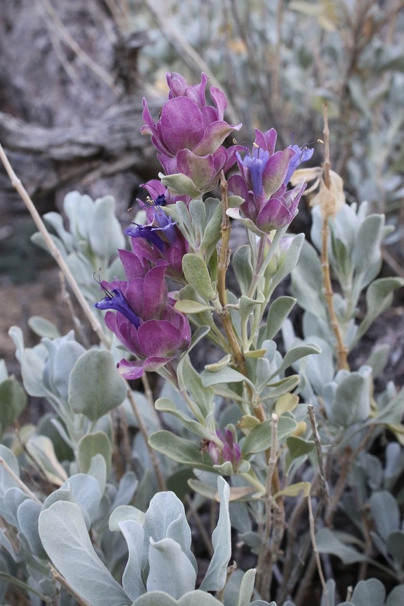 Blue Sage photo 3