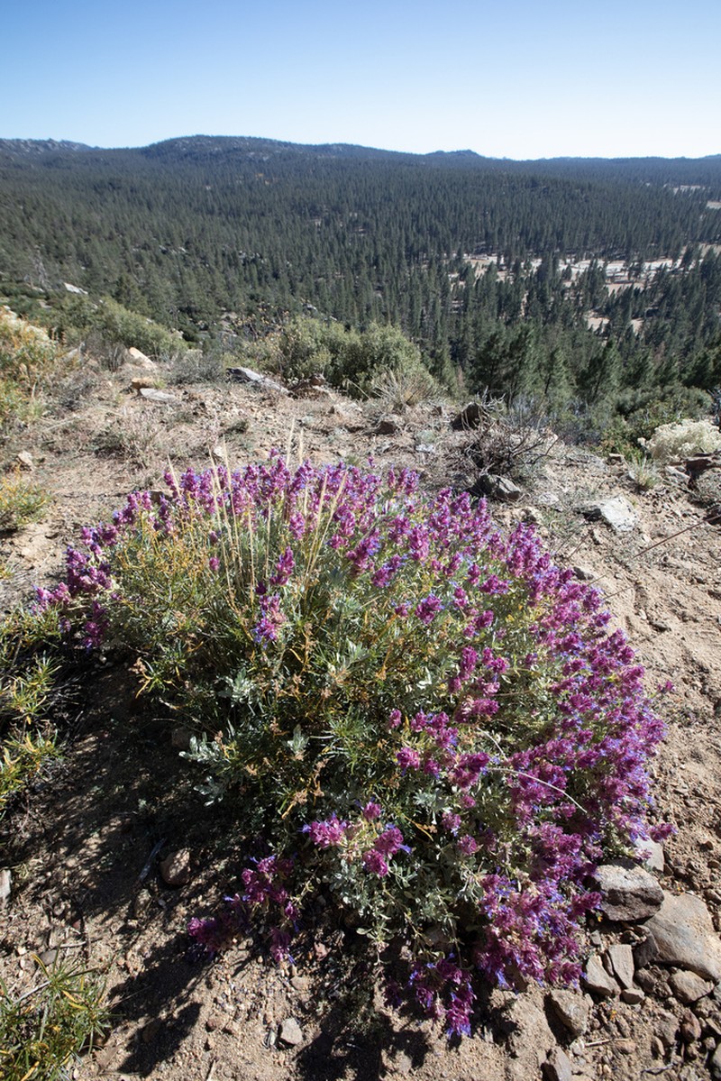 Blue Sage photo 5