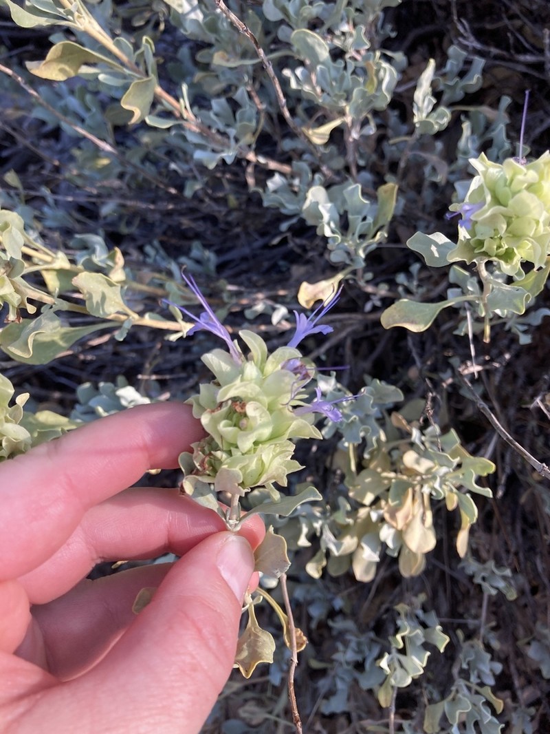 Blue Sage photo 6