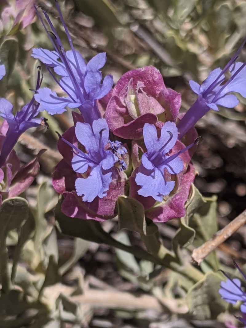 Blue Sage photo 7