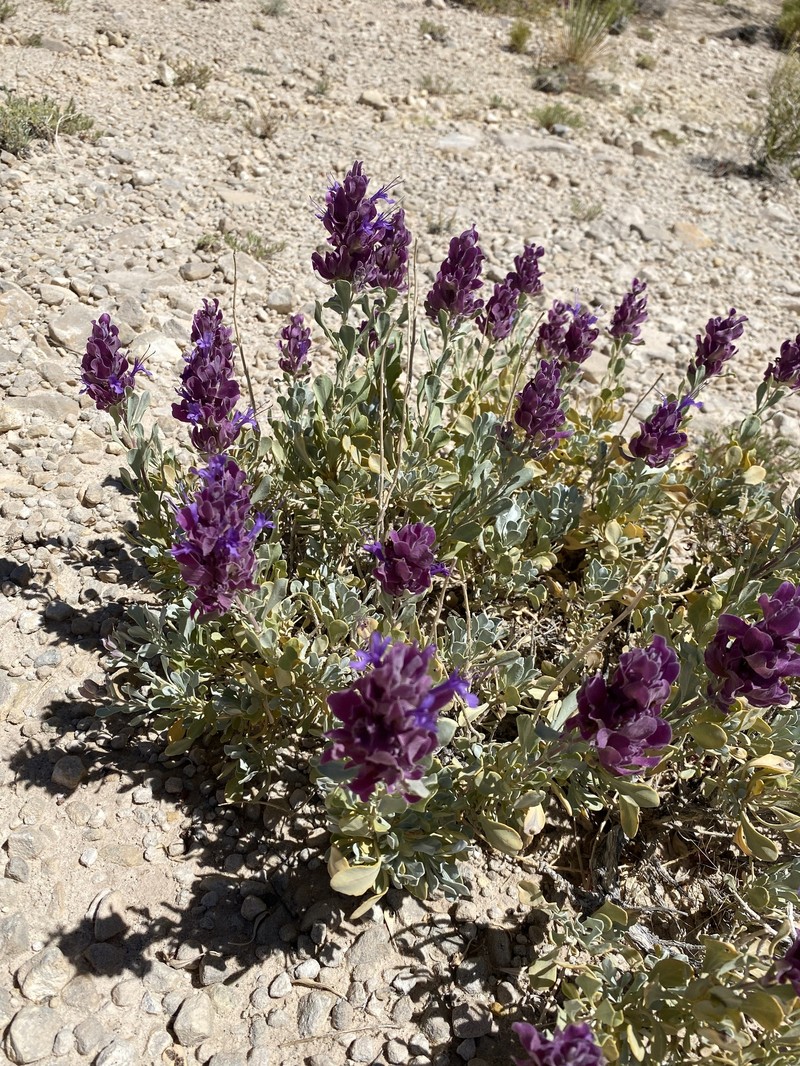 Salvia pachyphylla subsp. eremopictus