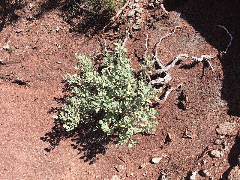 Salvia pachyphylla subsp. eremopictus photo 2