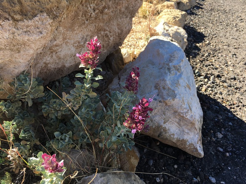 Salvia pachyphylla subsp. eremopictus photo 3