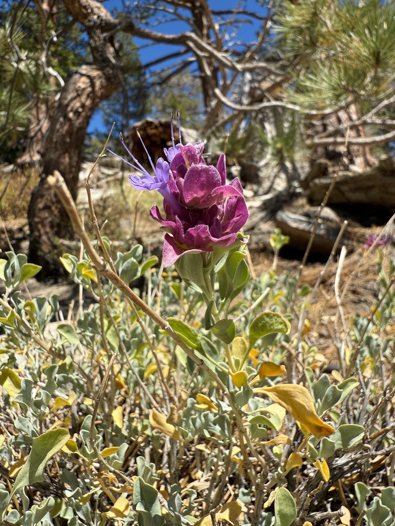 Salvia pachyphylla subsp. pachyphylla