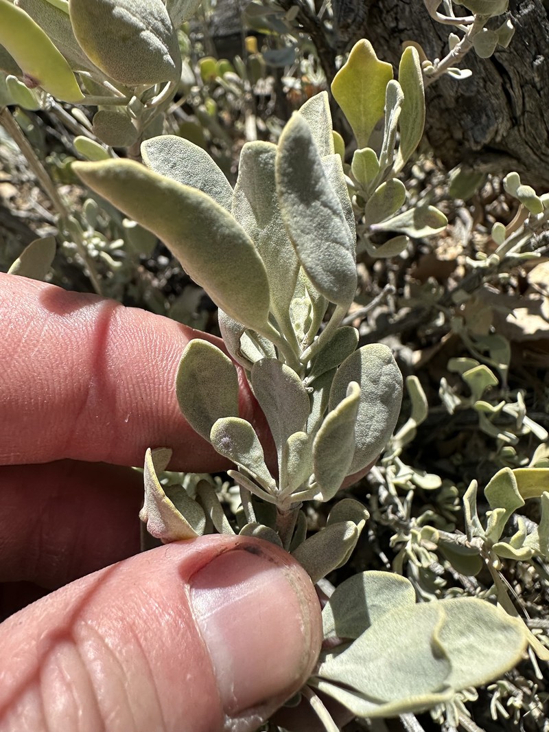 Salvia pachyphylla subsp. pachyphylla photo 2