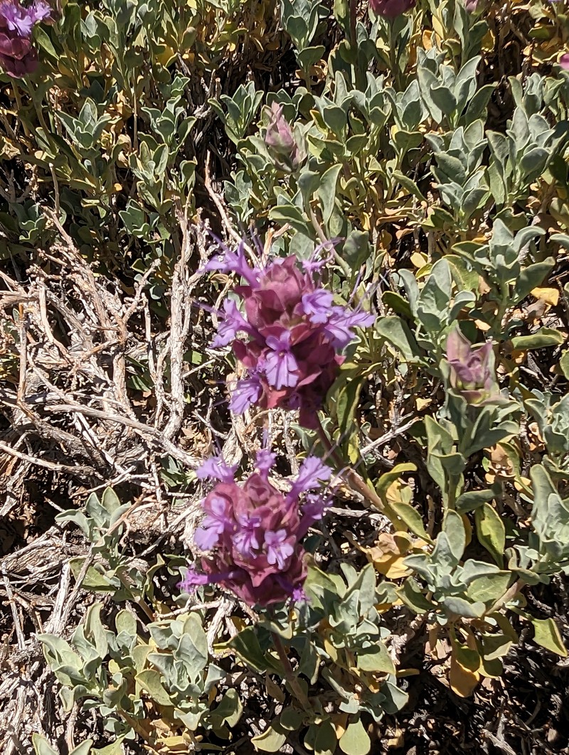 Salvia pachyphylla subsp. pachyphylla photo 3