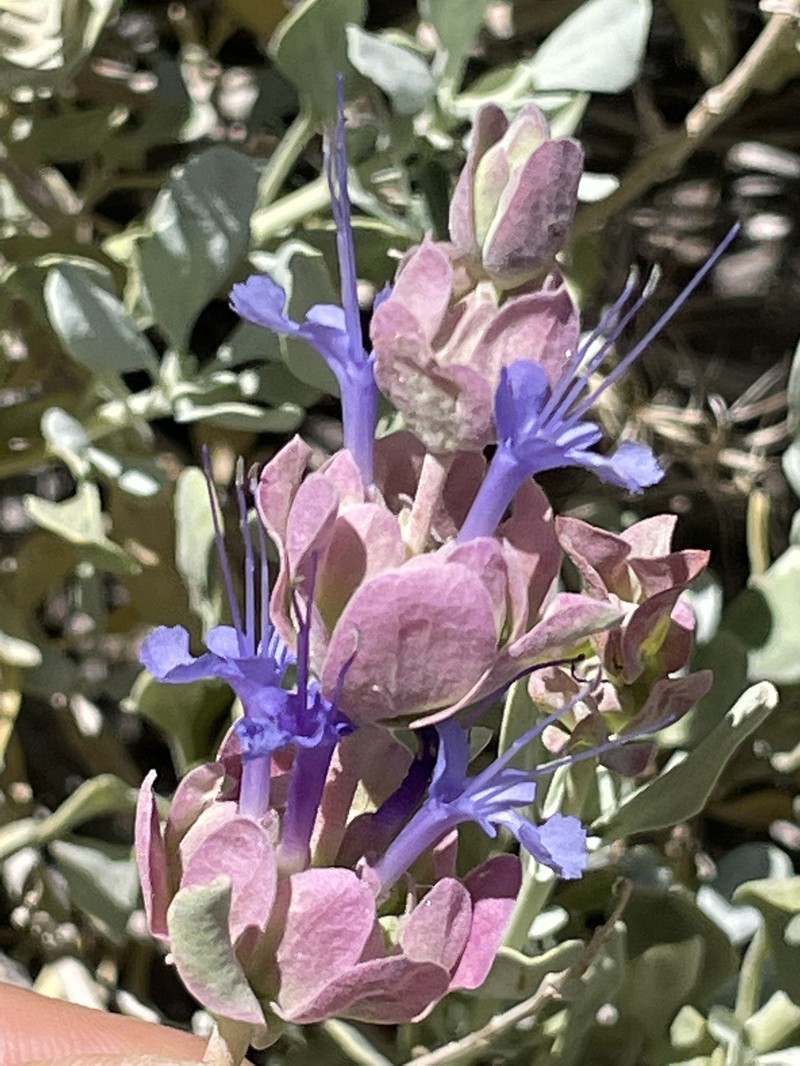 Salvia pachyphylla subsp. pachyphylla photo 4