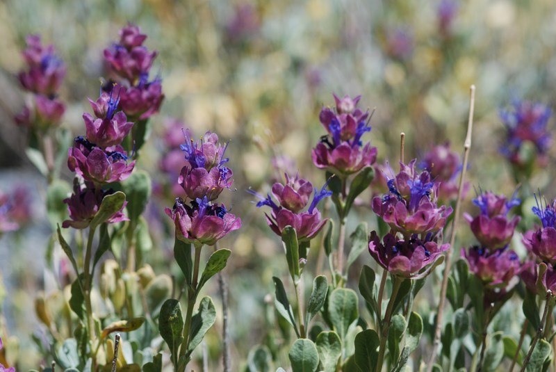 Salvia pachyphylla subsp. pachyphylla photo 5
