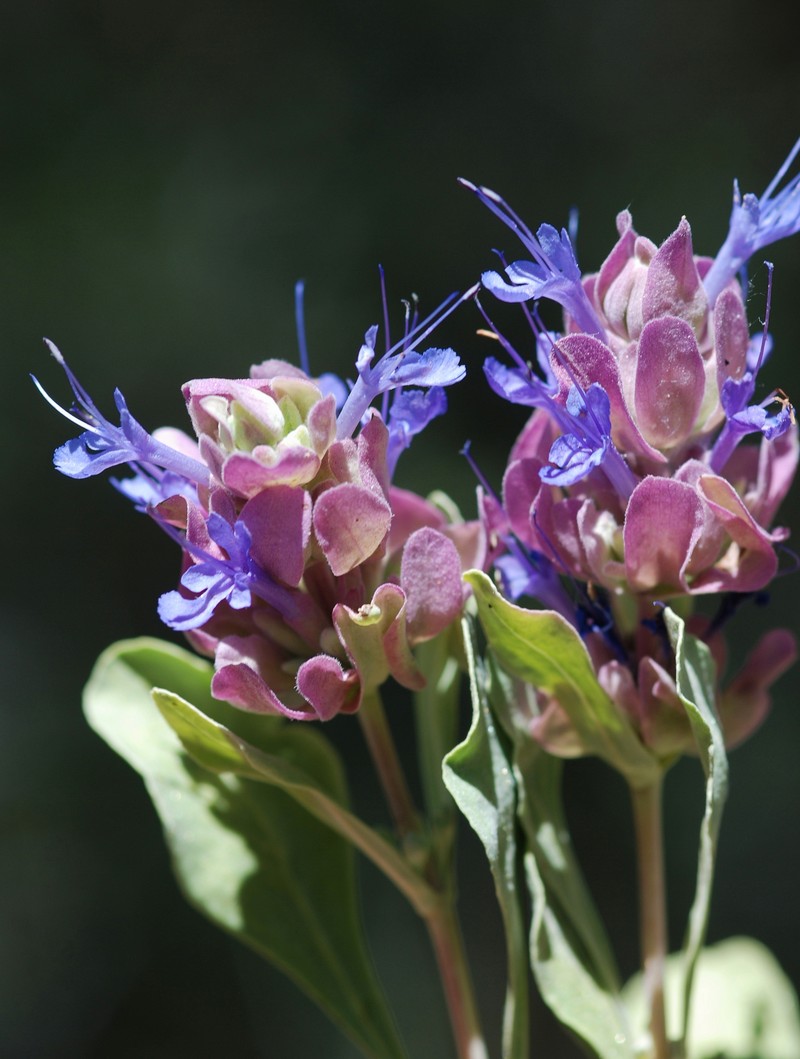 Salvia pachyphylla subsp. pachyphylla photo 6