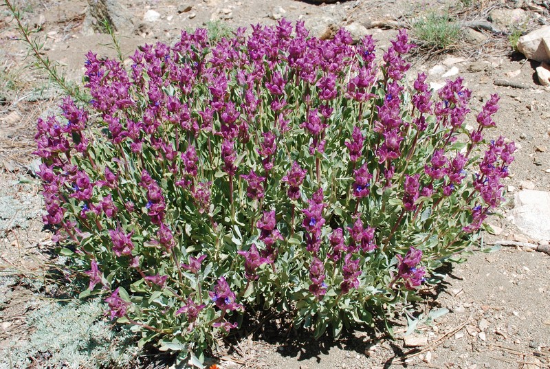 Salvia pachyphylla subsp. pachyphylla photo 7