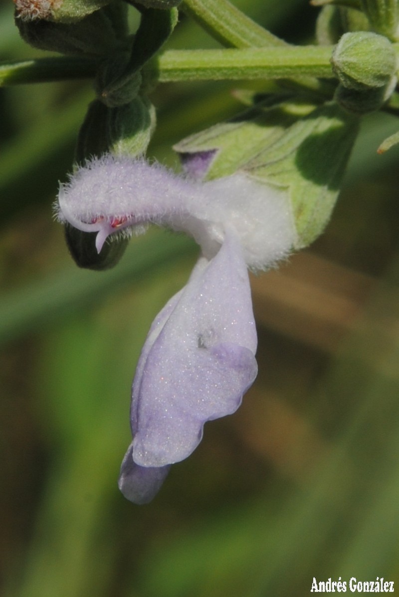 Pale Sage photo 4