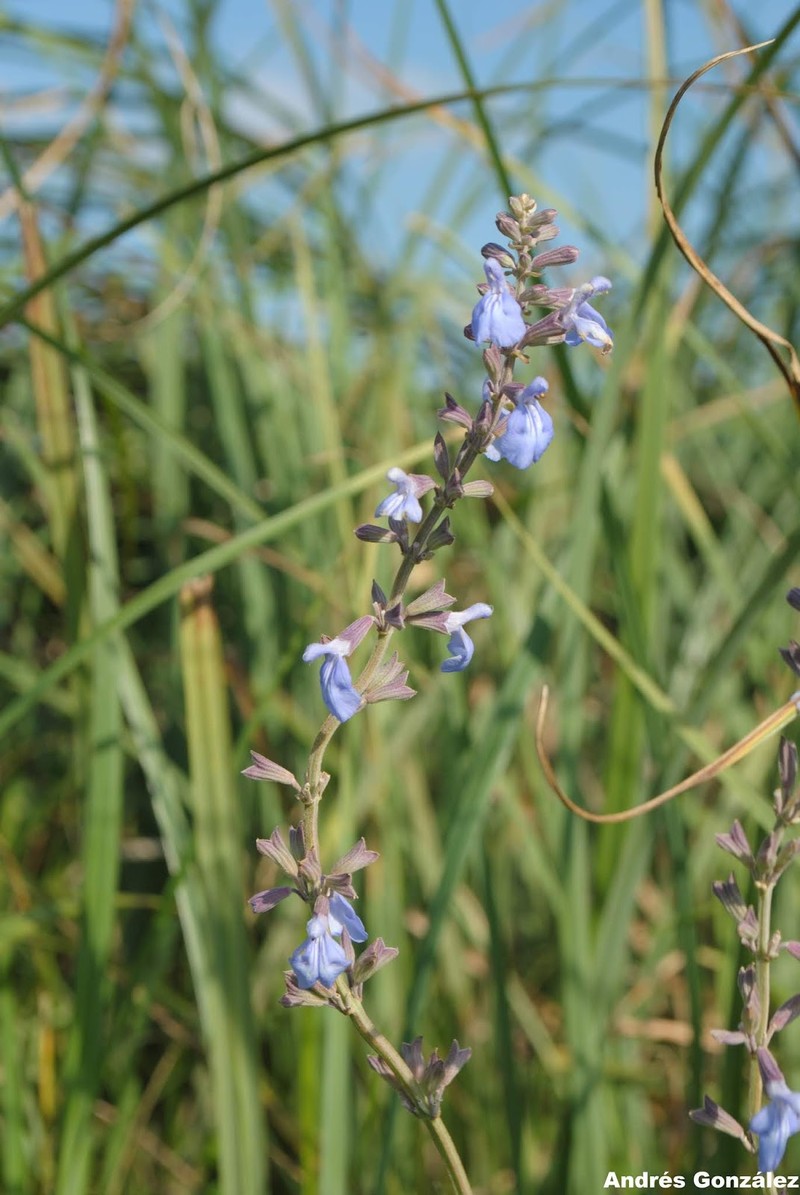 Pale Sage photo 2