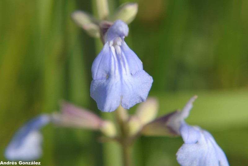 Pale Sage photo 3