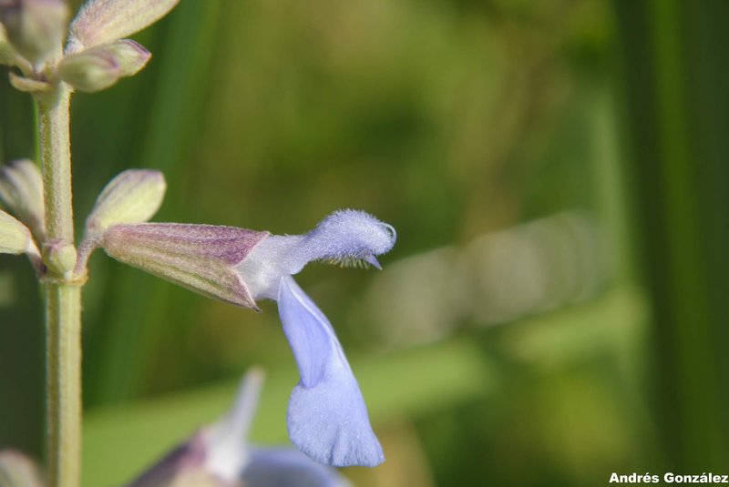 Pale Sage photo 5