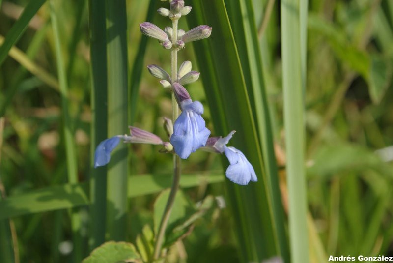Pale Sage photo 6