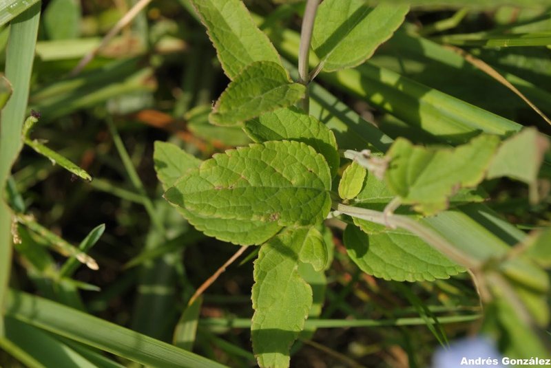 Pale Sage photo 7