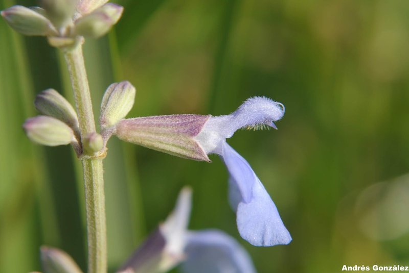 Pale Sage photo 8