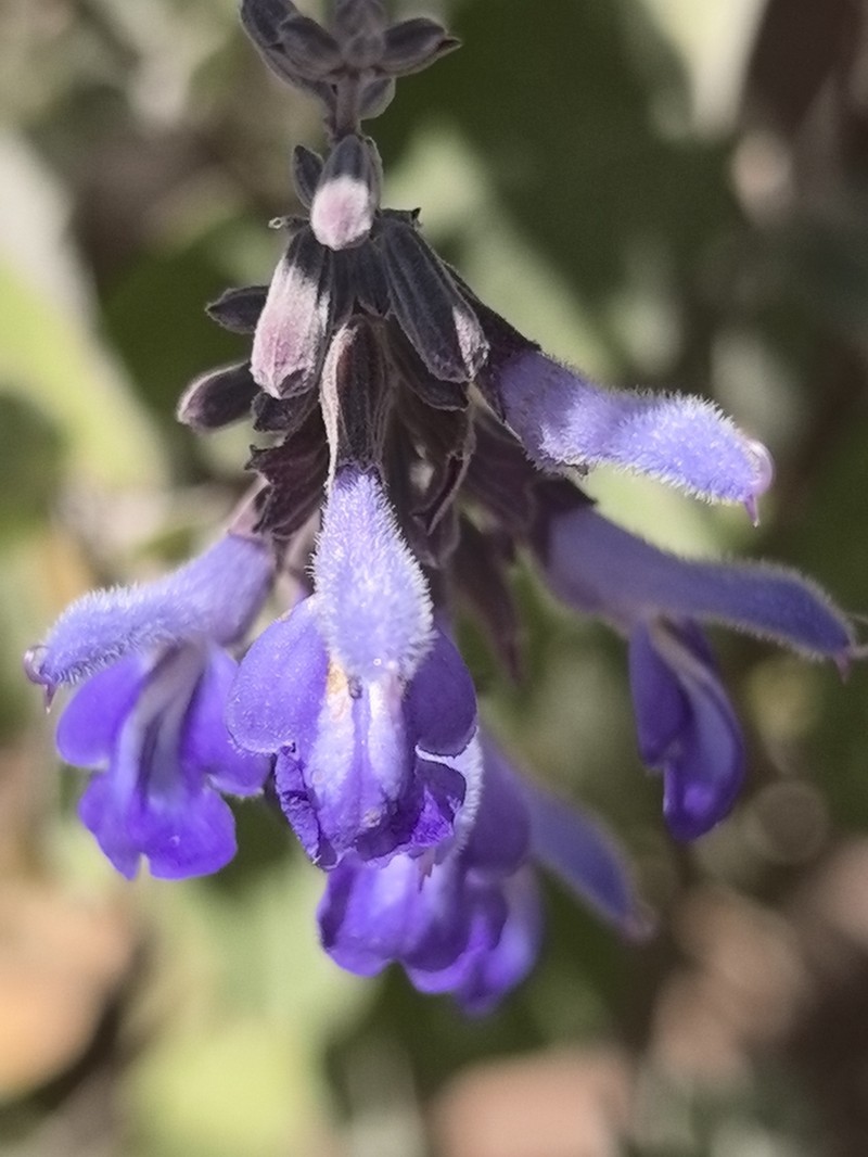 Sage photo 2