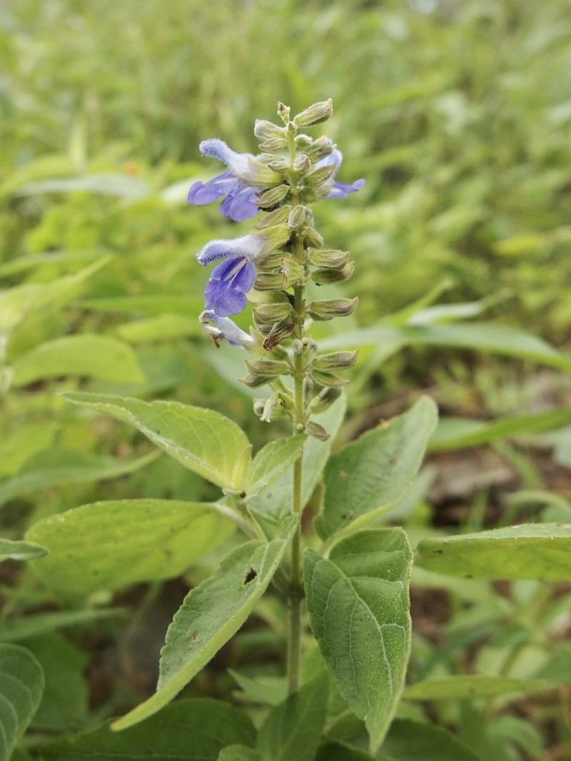 Sage photo 3