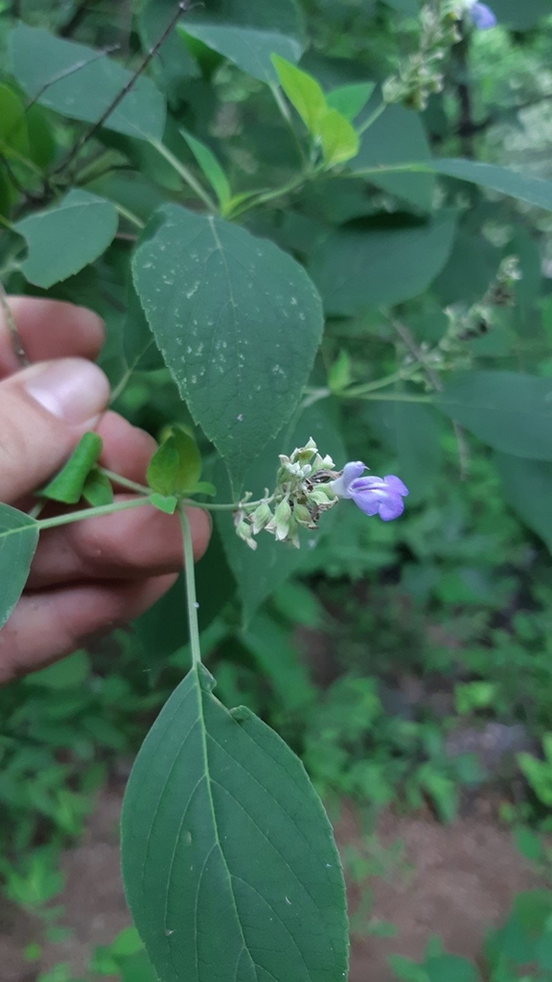 Sage photo 4