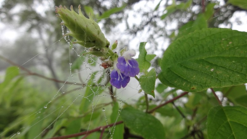 Sage photo 5