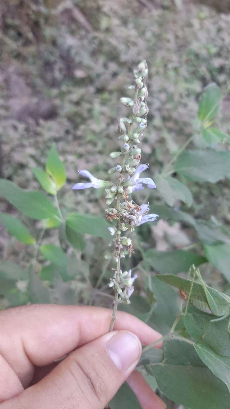 Sage photo 6