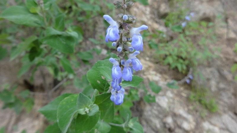 Sage photo 7