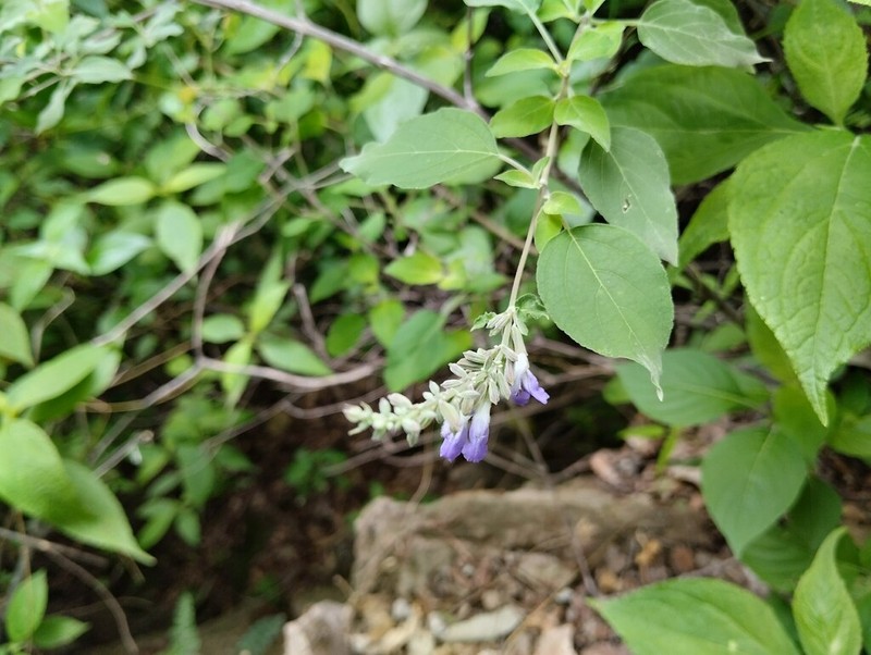 Sage photo 8