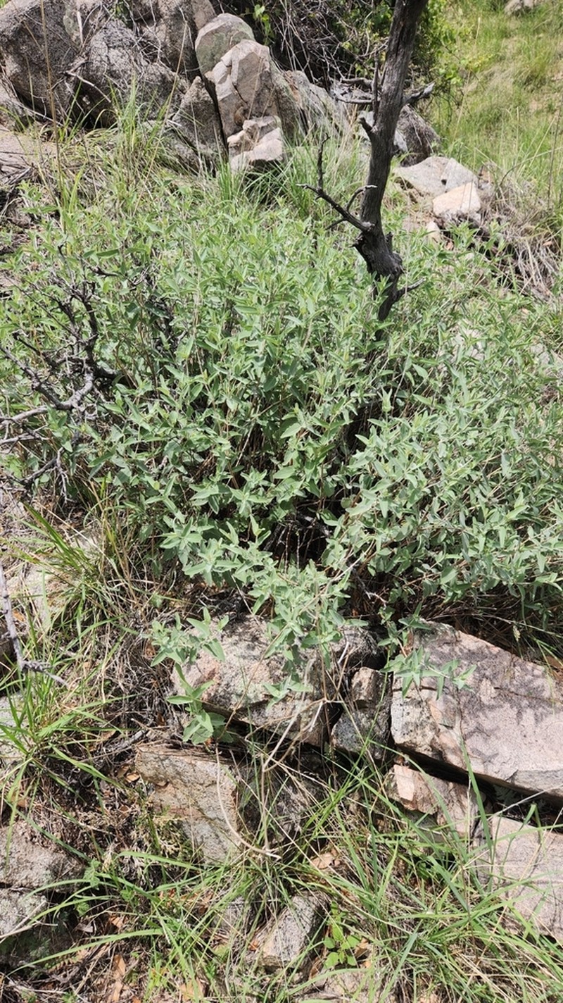 Parry's Sage photo 2