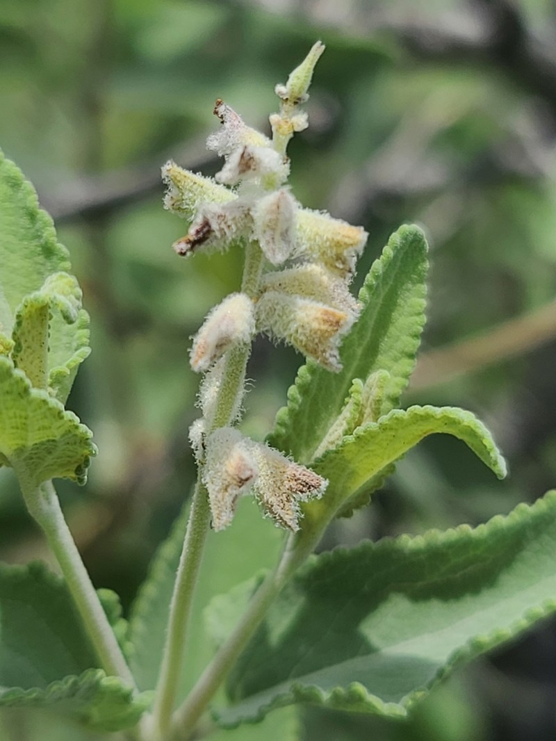 Parry's Sage photo 3
