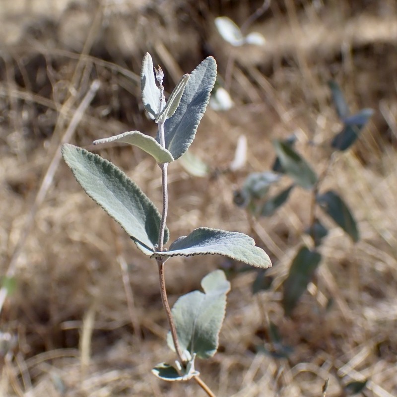 Parry's Sage photo 4