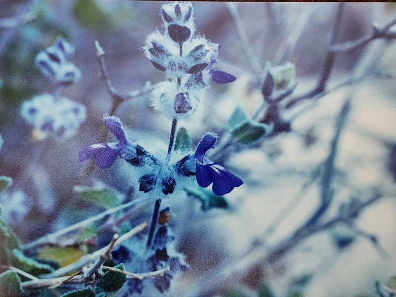 Parry's Sage photo 5