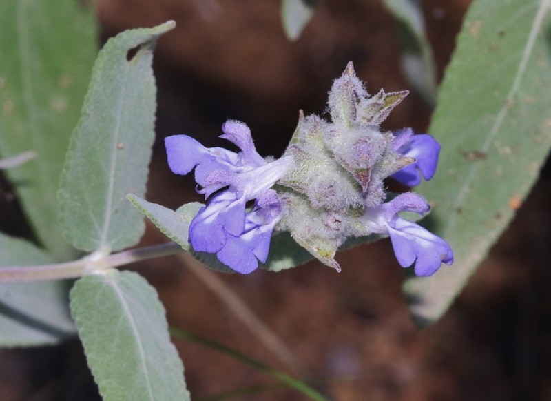 Parry's Sage photo 6