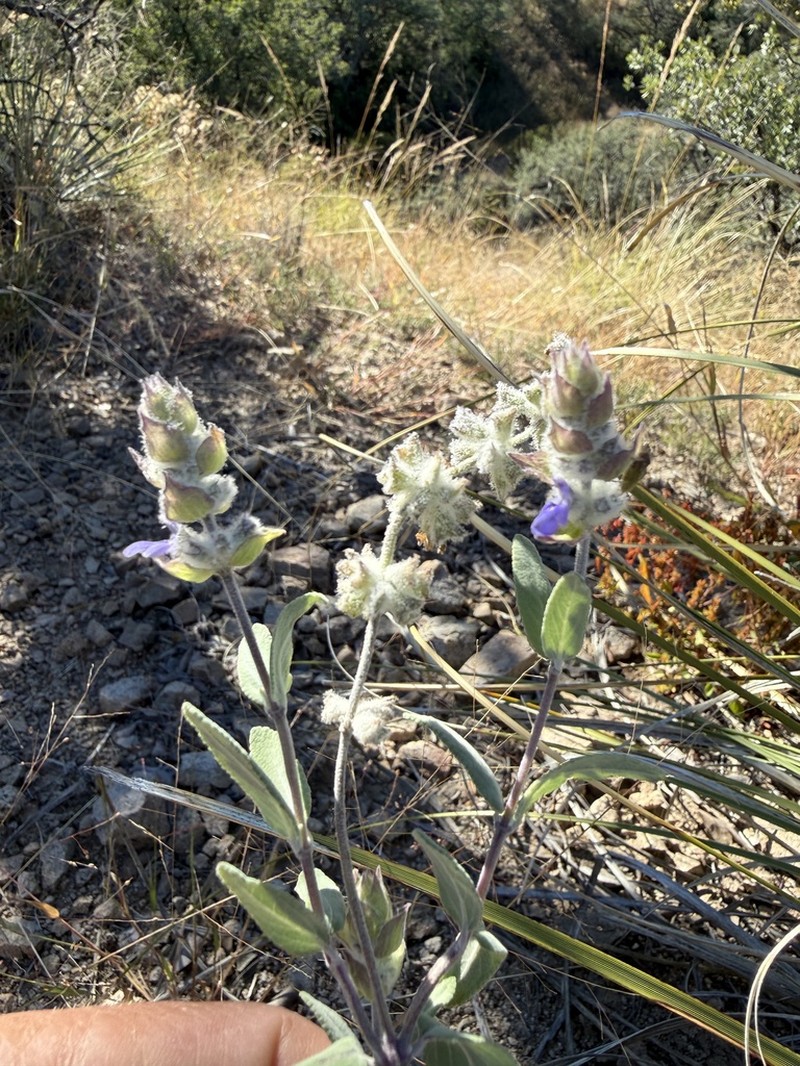 Parry's Sage photo 7