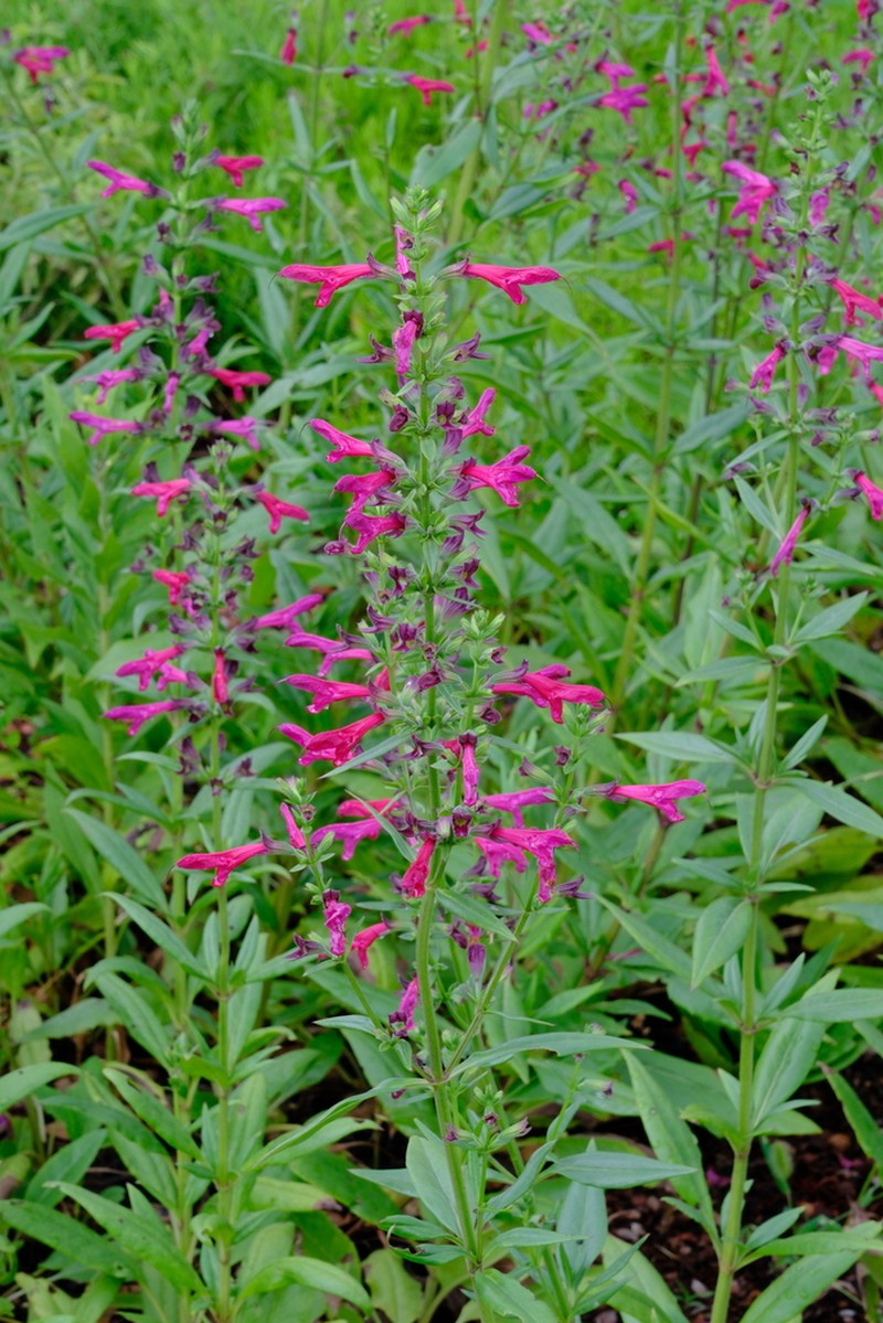 Big Red Sage photo 2