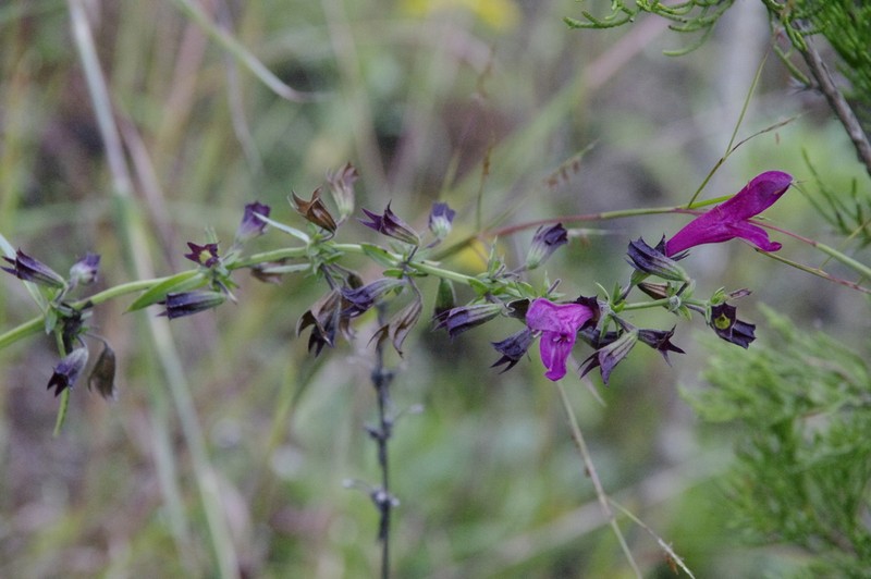 Big Red Sage photo 3