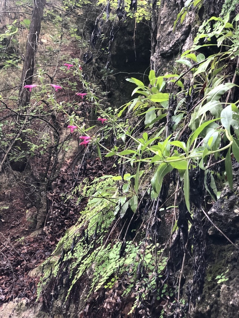 Big Red Sage photo 4